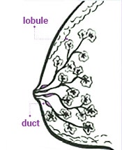Illustration of breast ducts and lobules