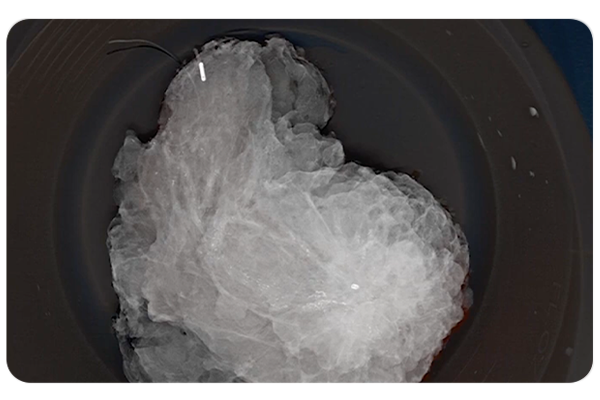 XPERT 40 image of tissue sample